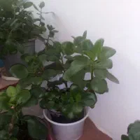 گل دونه ای ۱۵۰تومن