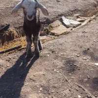 بره نر ۱۳ روزه قیمت ۳۲۰۰