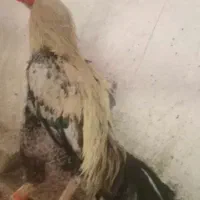 خروس لاری