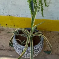 گل وگلدان|گل و گیاه طبیعی|آبادان, |دیوار