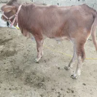 فروش گاو و گوساله