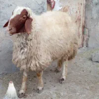 یه راس ورن|حیوانات مزرعه|بیستون, |دیوار