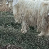 بز ماده|حیوانات مزرعه|سیلوانه, |دیوار