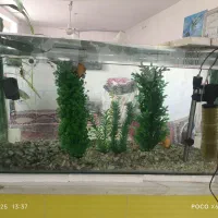 اکواریوم ماهی