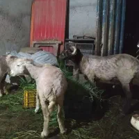 سه راس گوسفند