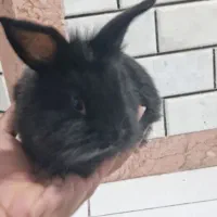 خرگوش از نژاد لپ|موش و خرگوش|بندرعباس, |دیوار