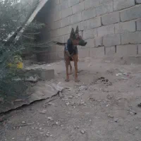 سگ فروشی|سگ|ایرانشهر, |دیوار