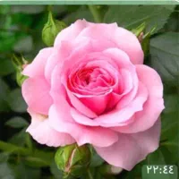 کارآفرین املاک یاس