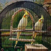 عوض کردن عروس هلندی ماده بالغ با عروس هلندی نربالغ