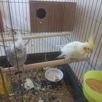 عروس هلندی معاوضه با سهره یا قناری|پرنده|فردیس, فردیس|دیوار