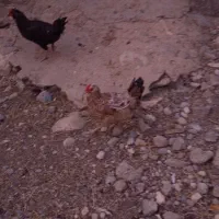 فروش