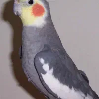 عروس هلندی نر