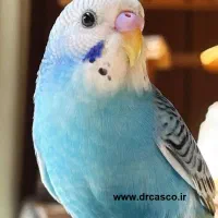 مرغ عشق یک جفت نر و ماده200هزارتومان