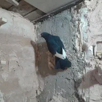 کبوتر پرشی|پرنده|نیشابور, دربقاضی|دیوار