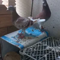 فروش کبوتر