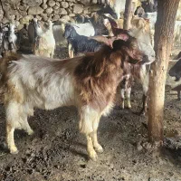 پازن افغانی