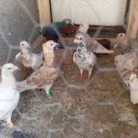 همه پرشی ضربه