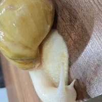 فروش حلزون البینو
