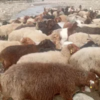 گوسفند های جنگل ی مشتری واقعی فقط تماس بگیرید|حیوانات مزرعه|رامیان, |دیوار