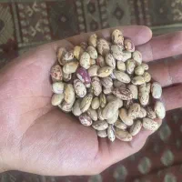 لوبیا چیتی زیر قیمت ۲۵۰