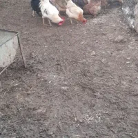 مرغ و خروس وبارنه|حیوانات مزرعه|گتوند, |دیوار