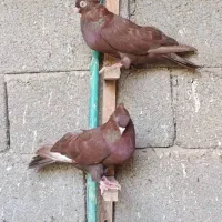 کبوتر آبادانی|پرنده|بندر گناوه, |دیوار