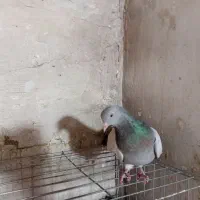 کفتراصفهانی|پرنده|برخوار, |دیوار