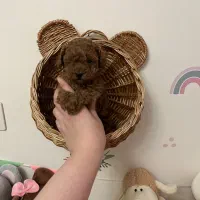 توی پودل ۲ ماهه با ضمانت اصالت کتبی