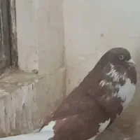 کبوتر بادکنکی|پرنده|ری, ظهیرآباد|دیوار