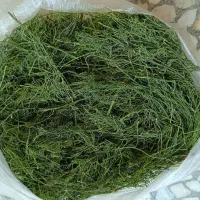 خشک کردن همه چی انواع سبزیجات و میوه و صیفیجات|خوردنی و آشامیدنی|هرند, |دیوار