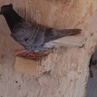 ۵تاماده رنگی|پرنده|اهواز, زیباشهر|دیوار