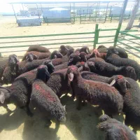 فروش بره ماده افشاری