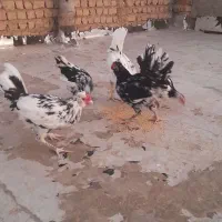 تعدادی خروس