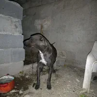 ×سگ امرکن بولی اورجینال ماده×