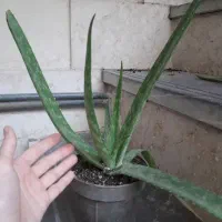 گل الوورا