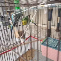 دو عدد مرغ عشق