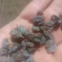 کشمش فروشی انصاری انواع مختلف کشمش