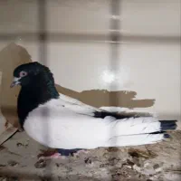 (سینه ای رسم سور