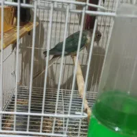 گرینچیک پاین اپل یلوساید