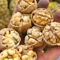 گردوی لوکس با ضمانت مرجوعی