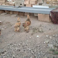 جوجه برهما  وجوجه جهاد|حیوانات مزرعه|مرند, |دیوار