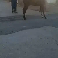 کره نر۱۴ماه کرد