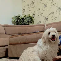 سگ شیتزو|سگ|بیرجند, |دیوار