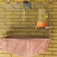 قفس پرنده|لوازم جانبی حیوانات|شیراز, گلشن|دیوار