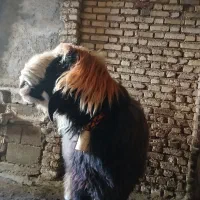 میش،زاییده