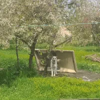 سگ نر|سگ|ارومیه, |دیوار