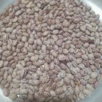 فروش لوبیا چیتی