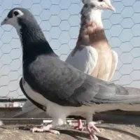 کفتر وکبوتر صید رنگه|پرنده|فردوس (خراسان), |دیوار