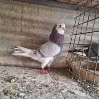 ۴ تا نر پرشی پرشی