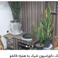 دکوراسیون با گل‌های رنگارنگ عروس قیمت 10000000